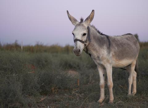 Piccolo allevamento e biodiversità