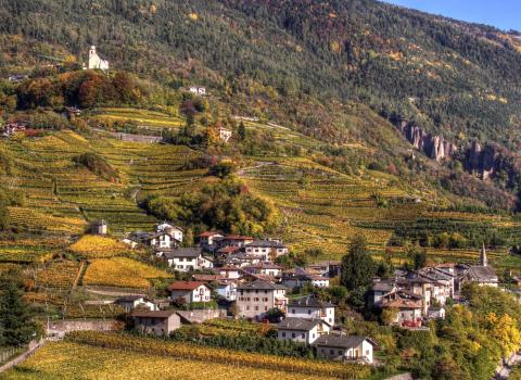 Paesaggi di vite