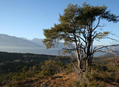 Albiano biodiverso