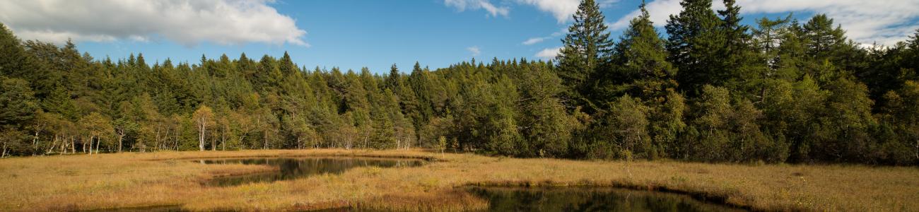 Il Lac del Vedes, scrigno di biodiversità