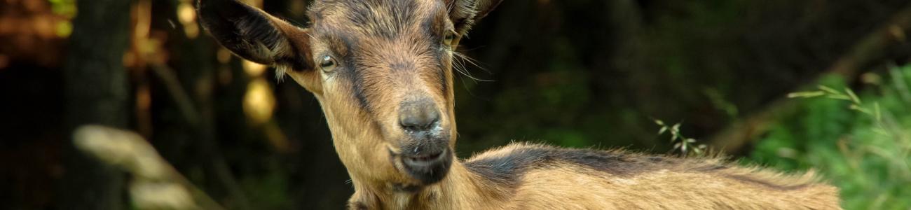 NEWSLETTER Rete di Riserve Val di Cembra Avisio